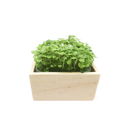 Apfelsaft • Rote Bete