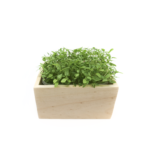 Apfelsaft • Rote Bete